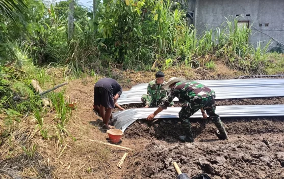 TNI Dampingi Petani Pandeglang Genjot Produktivitas Melon