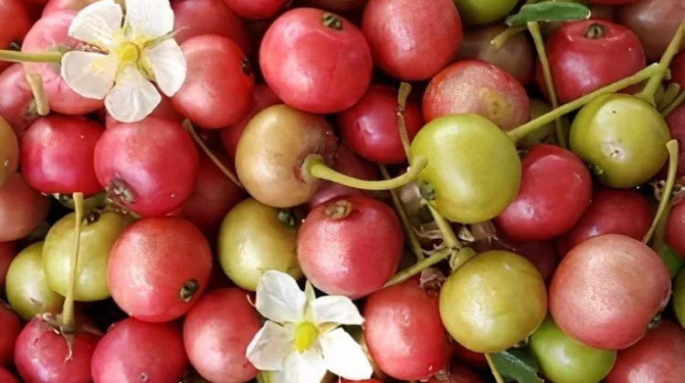 Buah Kersen, Si Kecil Kaya Manfaat Kesehatan
