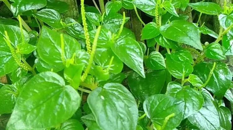 Daun Sirih Cina, Herbal Alami Kaya Khasiat