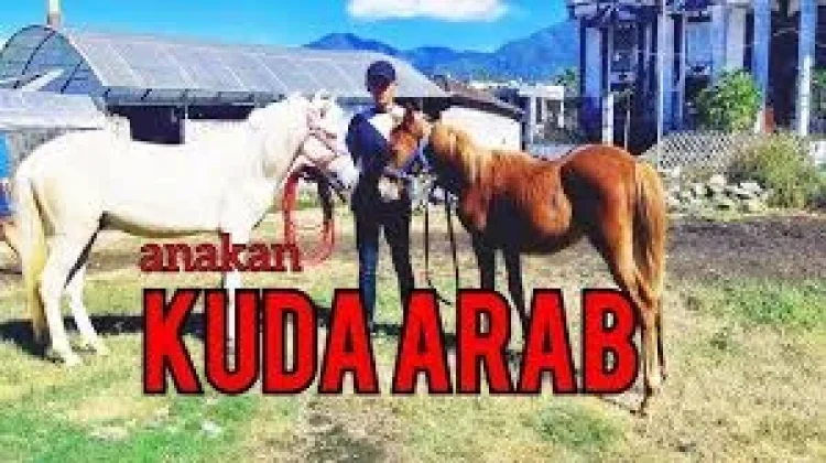 Awal Peringatan Hari Kuda Arab Nasional
