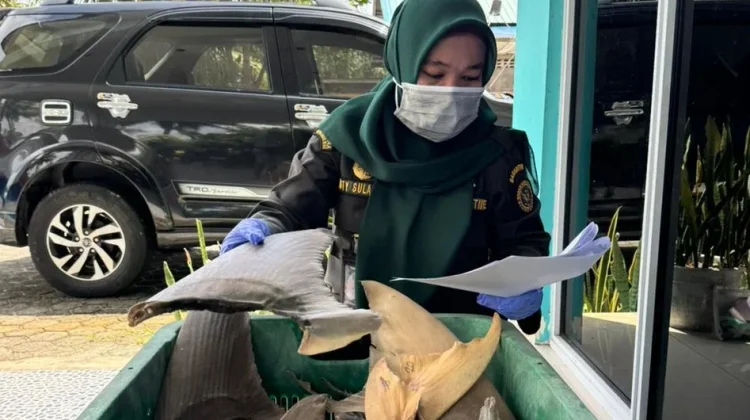 Bebas HPIK, Karantina Kepri Terbitkan Sertifikat Kesehatan Sirip Ikan Hiu