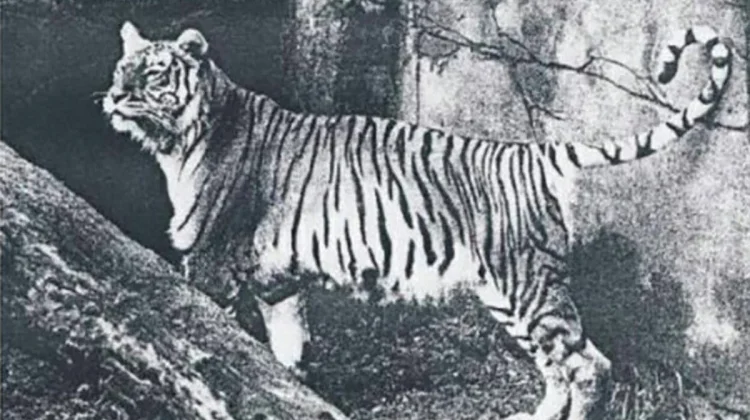 Harimau Bali, Jejak Sang Raja Hutan yang Kini Tinggal Kenangan