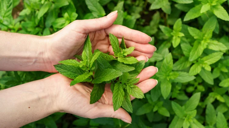 Mengenal Daun Stevia, Manis Alami dari Alam