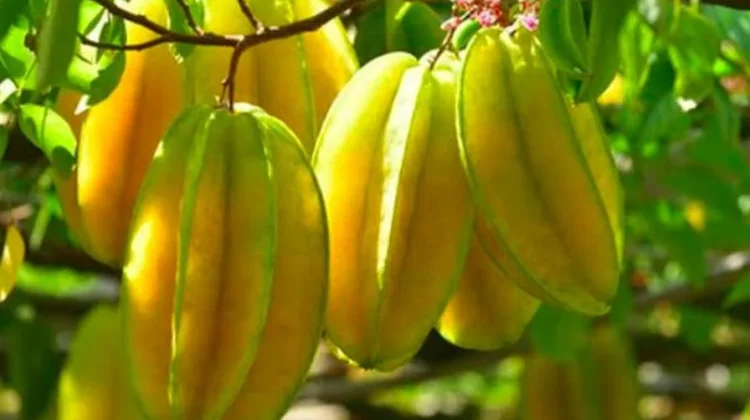 Beragam Manfaat Jus Belimbing bagi Kesehatan