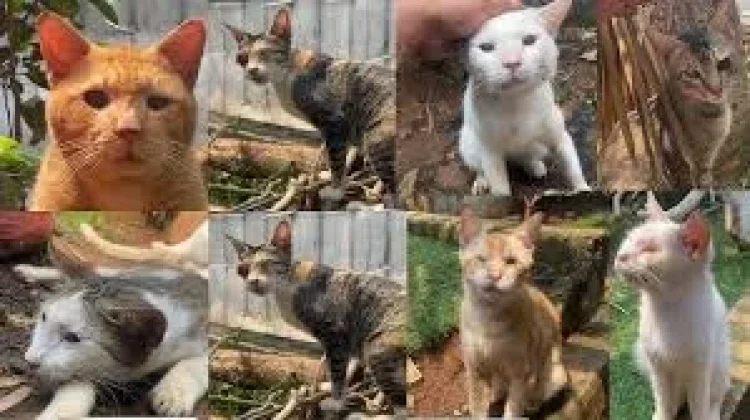 Pentingya Hari Penyelamatan Kucing Internasional
