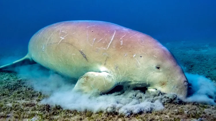 Keanekaragaman Satwa Liar di Pulau Batam
