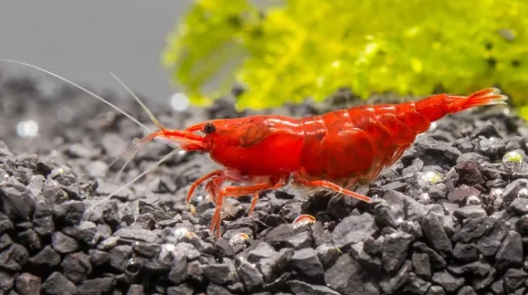 Peran Udang Hias dalam Menjaga Keseimbangan Ekosistem Akuarium