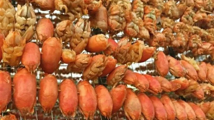 Sensasi Kuliner Laut: Undur-Undur Jadi Hidangan Tak Biasa