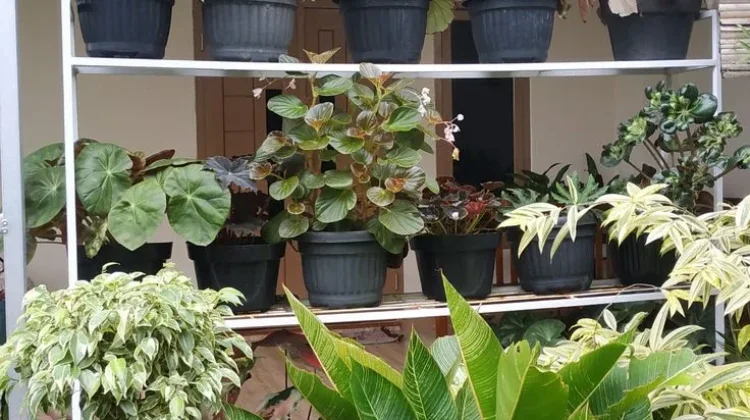 Cara Menjaga Tanaman Tetap Hidup di tengah Cuaca Terik