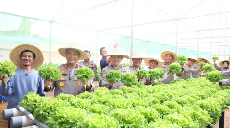 Polda Kepri Panen Perdana Hidroponik, Dukung Ketahanan Pangan