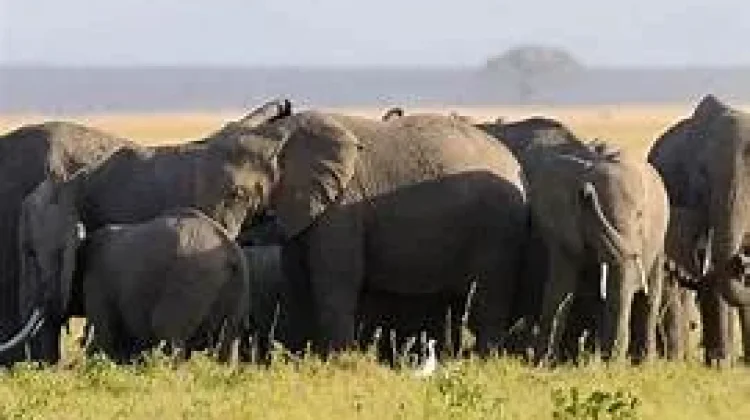 Penelitian Terbaru, Gajah Sebut Nama saat Panggil Sesamanya