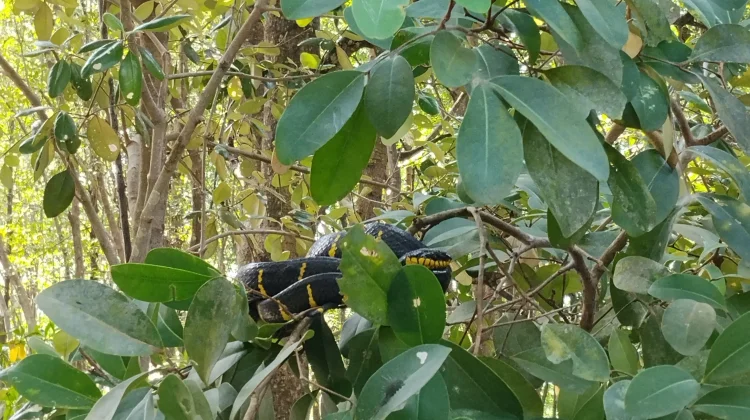 Ular Cincin Emas, Si Eksotis dari Hutan Mangrove