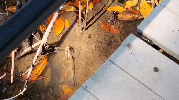 Ikan Glodok, Si Unik Penjelajah Darat dan Air