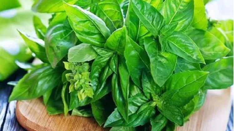 Beberapa Daun Baik untuk Atasi Asam Lambung Tinggi