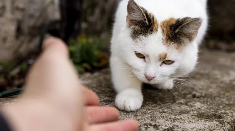 Pria Penyiksa Kucing di Singapura Divonis 31 Bulan Penjara