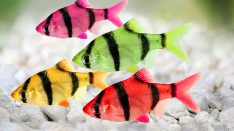 Mengenal Karakteristik Ikan Sumatra Tetra