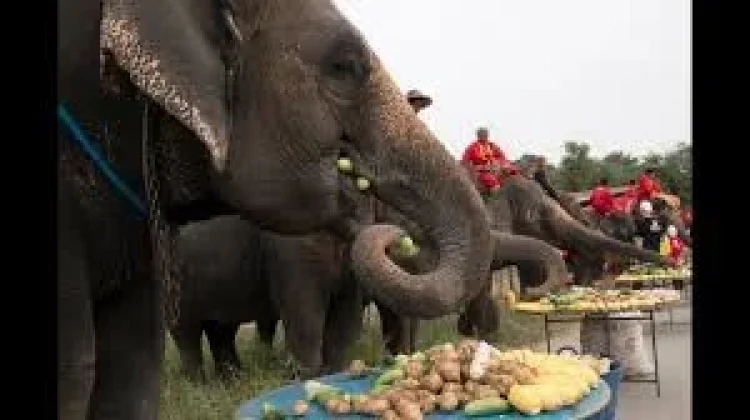 Hari Menyelamatkan Gajah atau Save the Elephant Day di Thailand