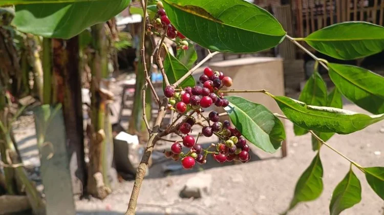 Buah Salam : Kecil, Unik, dan Kaya Manfaat