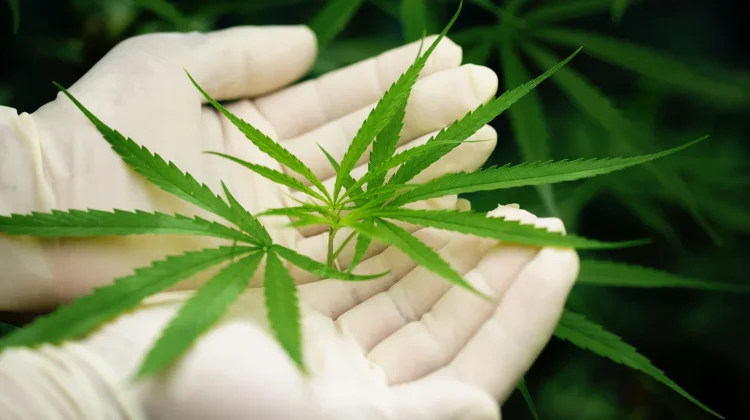 Warga Portugal Ditangkap Selundupkan Ganja di Bandara Changi