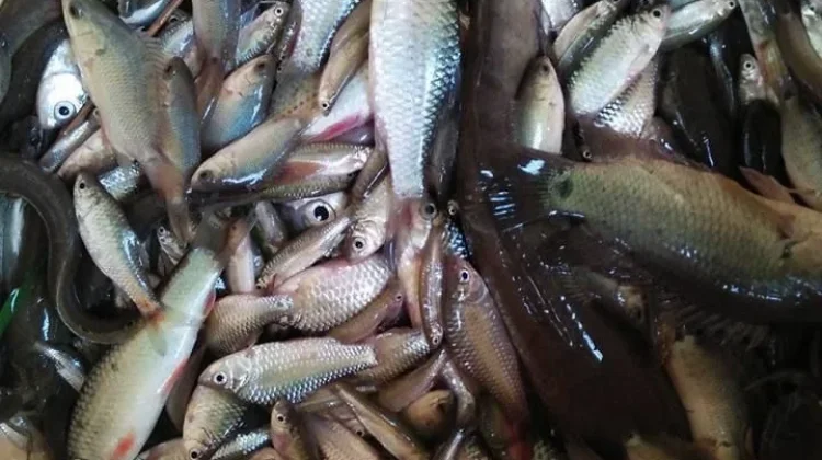 Ikan Kembung atau Ikan Lele? Kenali Kandungan Gizinya sebelum Memilih