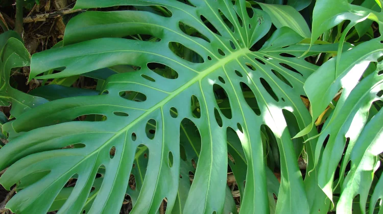Tanaman Hias Monstera Masih Jadi Favorit Pecinta Tanaman