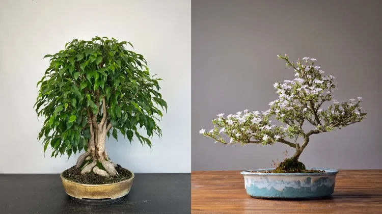 Bonsai Kembali Populer di Kalangan Anak Muda