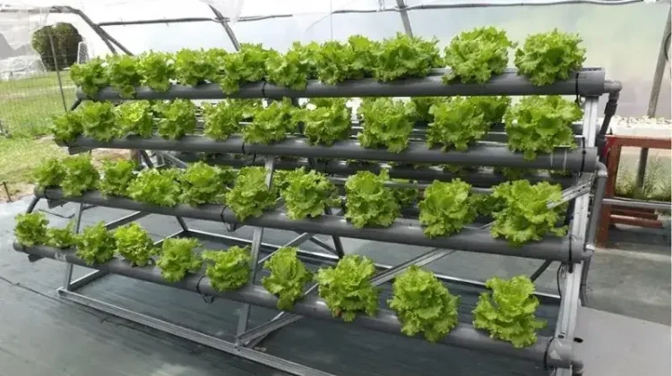 Hidroponik Jadi Solusi Berkebun di Lahan Sempit