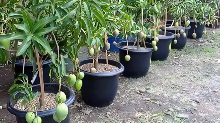 Tanaman Buah dalam Pot Semakin Banyak Dibudidayakan