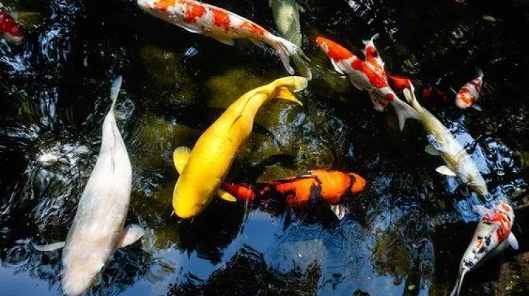Ikan Koi Masih Jadi Primadona Pecinta Kolam Hias