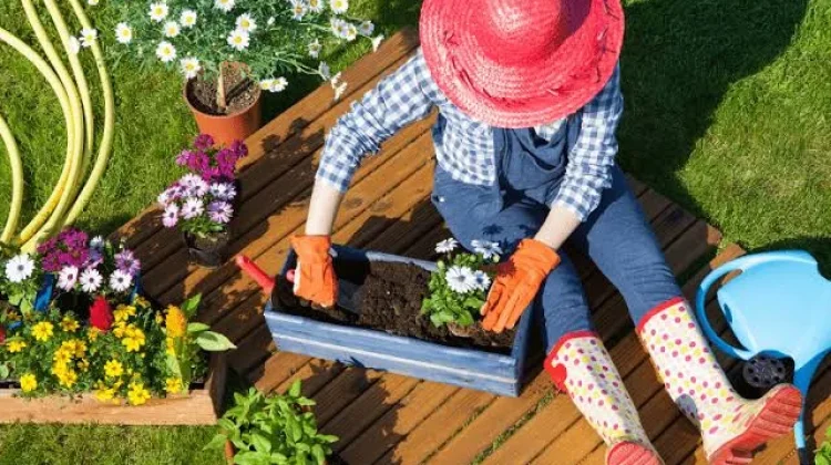 Hobi Berkebun Rumahan Kembali Digemari Masyarakat