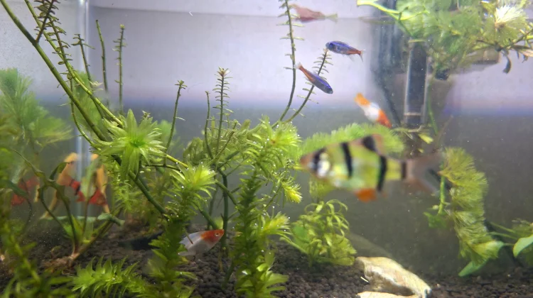Keindah Neon Tetra untuk Aquascape