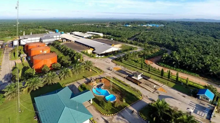 PT Sawit Sumbermas Sarana (SSMS) Umumkan Pembagian Dividen Rp800 Miliar untuk Tahun