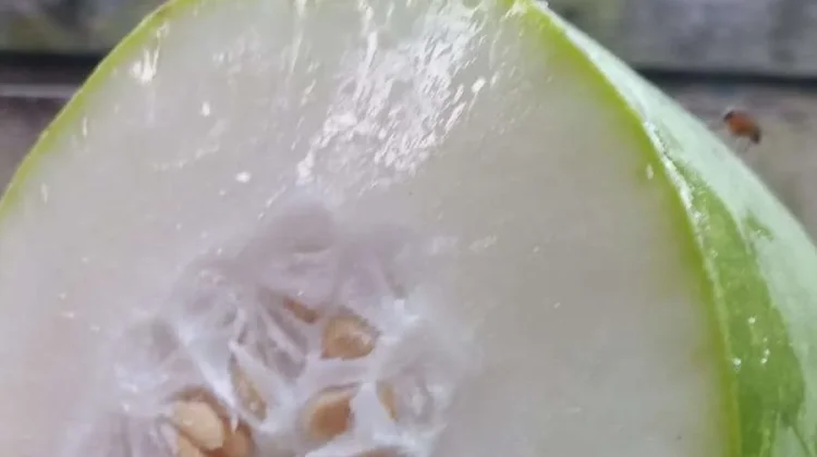 Buah Kundur dan Manfaatnya