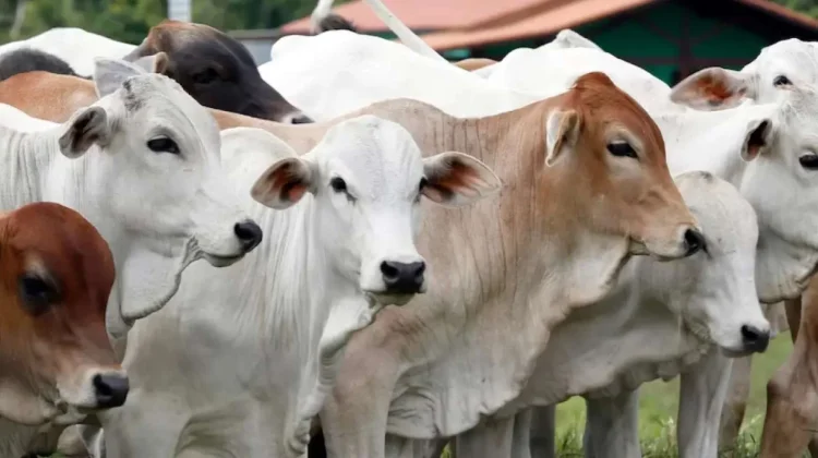 Ingat 3 Hal Ini ketika Memilih Hewan Qurban