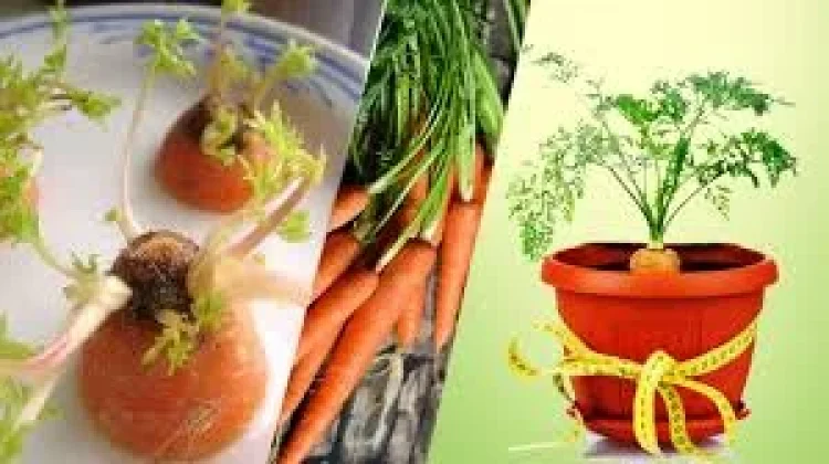 International Carrot Day 4 April