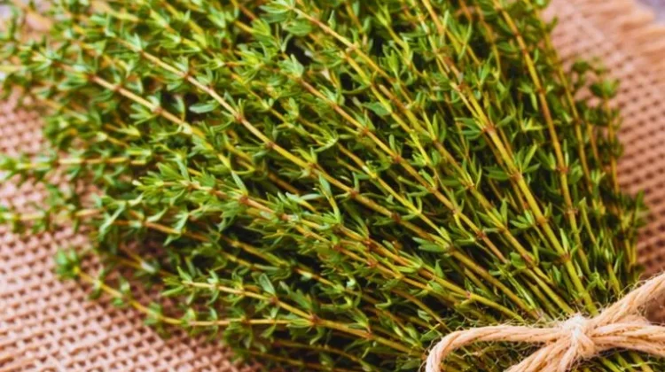 Daun Thyme, Herbal yang Diburu