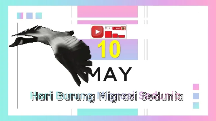 Perayaan Unik 11 Mei Hari Burung Bermigrasi Sedunia