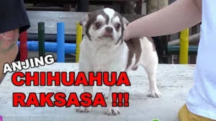 Peringatan Unik Hari Apresiasi Anjing Chihuahua