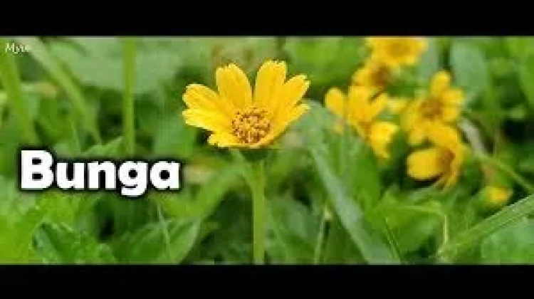 Sejarah Peringatan Hari Flower Day