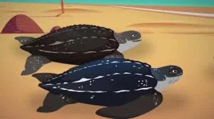 Hari Penyu dan Kura-kura Sedunia (World Turtle Day)