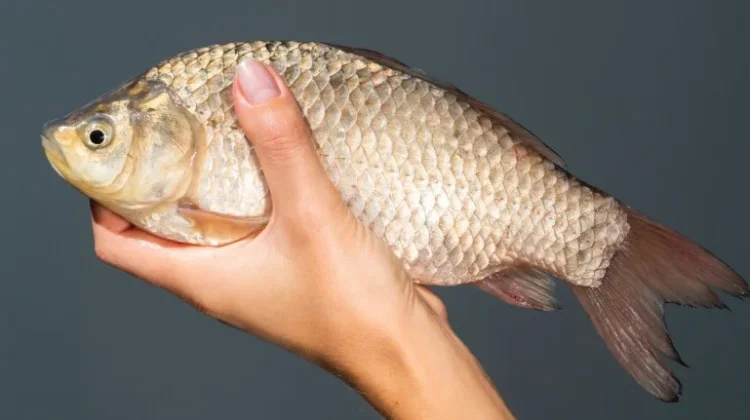 Ini Cara Tepat Simpan Ikan Nila di Kulkas Supaya Awet