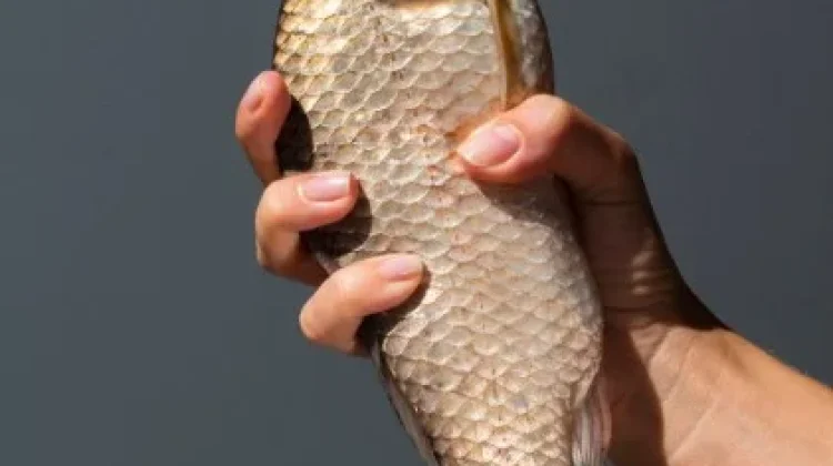 Ikan Nila Baik untuk Ibu Menyusui