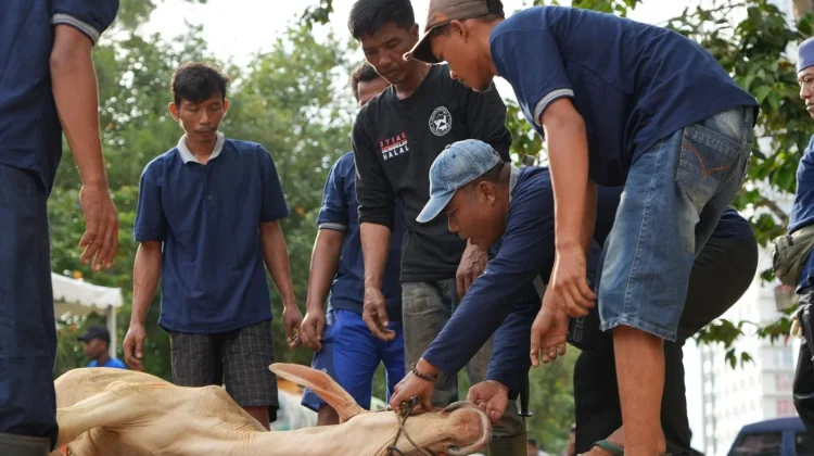 15 Ekor Sapi dan 18 Ekor Kambing dikurbankan BP Batam pada Idul Adha ini
