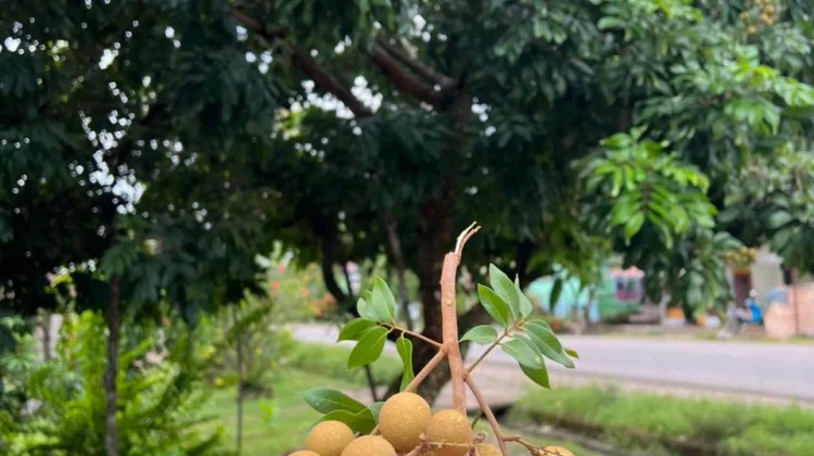 Kaya Khasiat namun Ada Efek Sampingnya, Kenali Musim Buah Kelengkeng