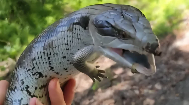 Reptil itu Unik? Ini Buktinya !