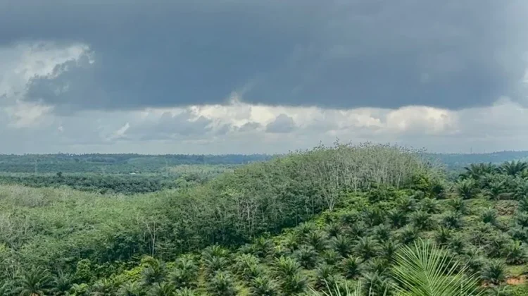 Yuk Intip Batas Usia Produktif Pohon Kelapa Sawit