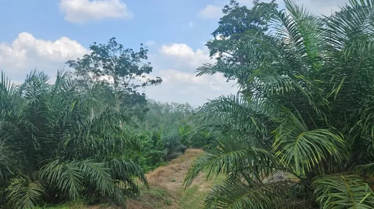 Strategi Pemulihan Lahan Pasca Batas Usia Pohon Kelapa Sawit