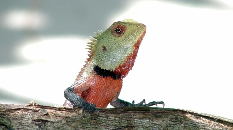 Apa Reptil yang Mudah Ditemui?
