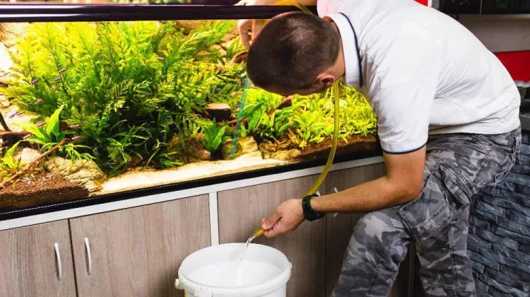 Perhatikan Ini saat Mencuci Aquarium
