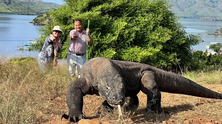 Predator Dominan, Komodo Bisa Capai Berat Lebih Dari 70 Kilogram